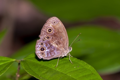 Bandless Bushbrown