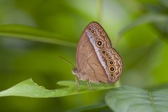 Mycalesis orseis