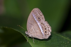 Mycalesis orseis