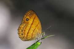 Mycalesis patiana