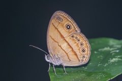 Mycalesis patiana