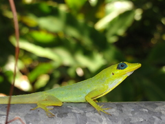 Anolis trinitatis