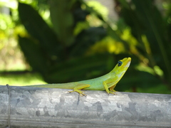 Anolis trinitatis