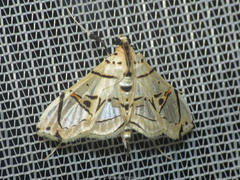 Conchylodes graphialis