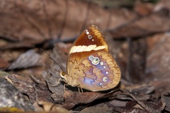 Xanthotaenia busiris