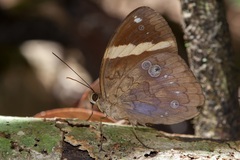 Xanthotaenia busiris