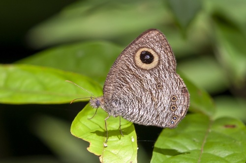 Pallid Fivering