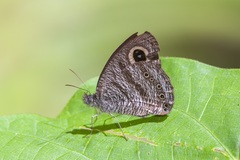 Ypthima fasciata