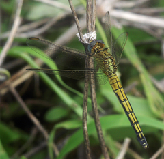 Orthetrum abbotti