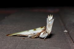 Hymenopus coronatus