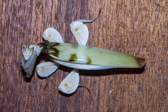 Hymenopus coronatus