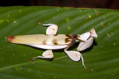 Hymenopus coronatus