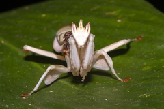 Hymenopus coronatus