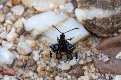 Heterosphecia