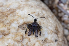 Heterosphecia