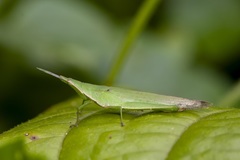 Atractomorpha crenulata