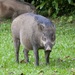 חזיר בר חבוי - Photo (c) dhfischer,  זכויות יוצרים חלקיות (CC BY-NC), uploaded by dhfischer