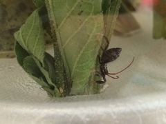 Acanthocephala femorata