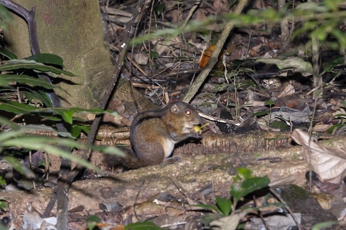Three-striped Ground Squirrel