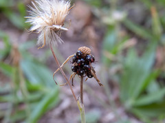 Chinavia erythrocnemis