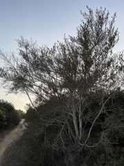 Ceanothus thyrsiflorus griseus