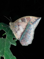 Taygetis mermeria