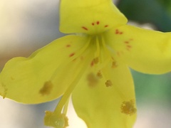 Eulobus