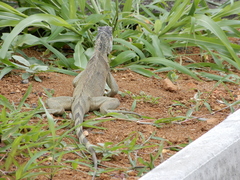 Iguana iguana
