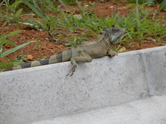 Iguana iguana