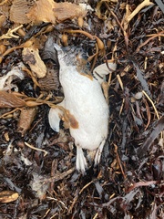 Eudyptula minor variabilis