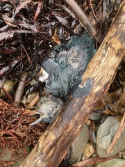 Eudyptula minor variabilis