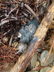 Eudyptula minor variabilis