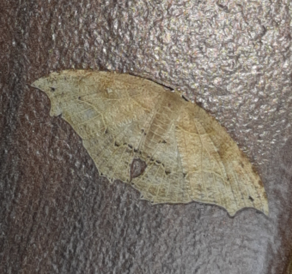 Coelurotricha curvilinea