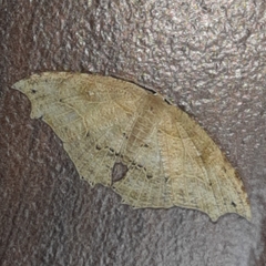 Coelurotricha curvilinea