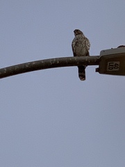 Accipiter cooperii