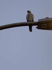 Accipiter cooperii