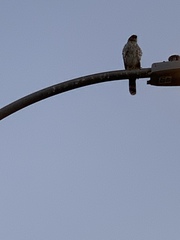 Accipiter cooperii