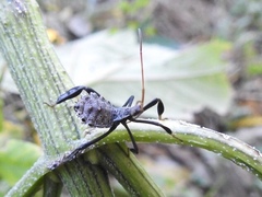 Acanthocephala femorata