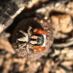 Habronattus icenoglei