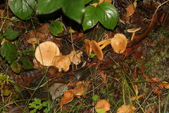 Lactarius occidentalis
