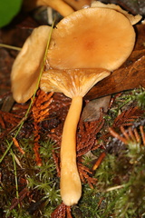 Lactarius occidentalis