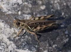 Melanoplus devastator