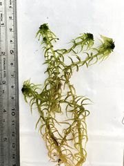 Sphagnum cuspidatum