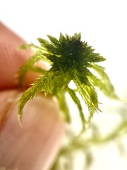 Sphagnum cuspidatum