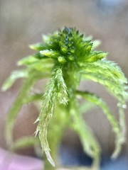 Sphagnum cuspidatum