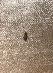 Tropidosteptes