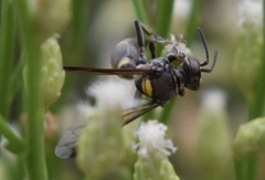 Hoplisoides semipunctatus