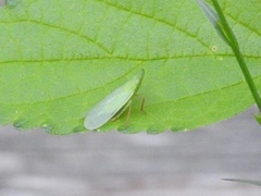 Rhynchomitra recurva