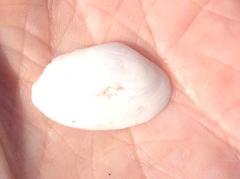 Mactrotoma californica