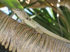 Anolis oculatus
